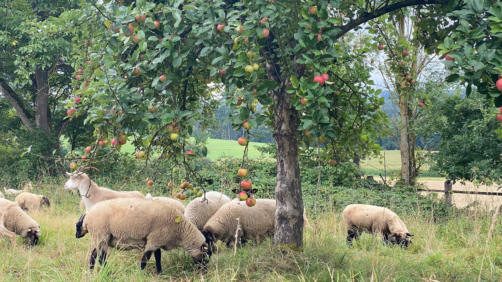 Natur erleben, Wissen weitergeben: In Modexen macht die Streuobstwiese 2026 Lust auf Bildung im Grünen